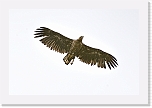 merikotka White-tailed Eagle  0553 * 1349 x 899 * (407KB)